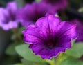 Purple flower in focus