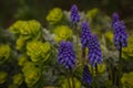 Purple flower patch Royalty Free Stock Photo