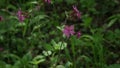 Purple flower in the forest