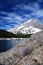 Purple Flower in front of Mountain Royalty Free Stock Photo