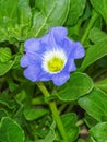 Purple flower in the fuerst pueckler park in bad muskau Royalty Free Stock Photo