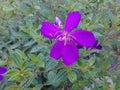 Purple flower