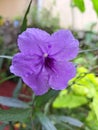 Purple of Flower