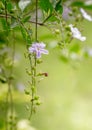 Purple flower .