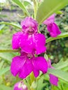 Purple flower in garden, beautoful green scene with bluur background. Good for flower promotion