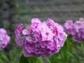 Purple flower in the garden close in summer. Close