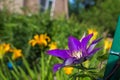 Purple flower