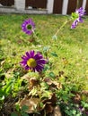 Purple flower in a garden