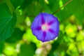 Purple flower in the garden. Simple violet petal in summer time