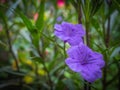 Purple flower in the garden, Waterkanon,Lowkey