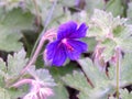 Purple flower of Geraniaceae close-up