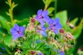 Purple flower of Geranium pratense in field Royalty Free Stock Photo