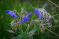 Purple flower of Geranium pratense Royalty Free Stock Photo