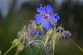 Purple flower of Geranium pratense Royalty Free Stock Photo