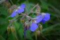 Purple flower of Geranium pratense Royalty Free Stock Photo