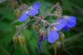 Purple flower of Geranium pratense Royalty Free Stock Photo