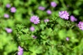 Purple flower Geranium pyrenaicum in the garden Royalty Free Stock Photo