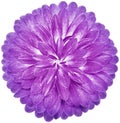 Purple  flower gerbera. Flower isolated on  white background.  No shadows with clipping path. Close-up. Royalty Free Stock Photo