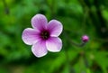 Purple flower of Giant herb-robert, or the Madeira cranesbill Royalty Free Stock Photo