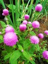 A Purple flower that gives good luck for people specialy for couples who have relationships ans also it  attracts money. Royalty Free Stock Photo