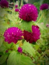 A Purple flower that gives good luck for people specialy for couples who have relationships ans also it  attracts money. Royalty Free Stock Photo