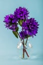 Flowers violet color in a vase on a blue background with space for text Royalty Free Stock Photo