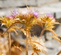 purple flower in the grass and abstract background Royalty Free Stock Photo