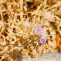 purple flower in the grass and abstract background Royalty Free Stock Photo