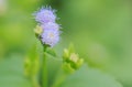 Purple flower grass Royalty Free Stock Photo