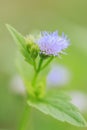 Purple flower grass Royalty Free Stock Photo