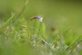 Purple flower grass blooming over ground Royalty Free Stock Photo