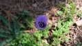 purple flower on the grass