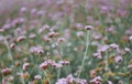 Purple flower grass field on the nature meadow botany bloom Royalty Free Stock Photo