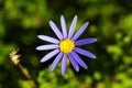 Purple Flower with the green background