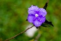 Purple flower on green background Royalty Free Stock Photo