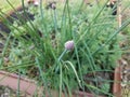 Purple flower on green chive or onion plant in garden Royalty Free Stock Photo