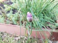 Purple flower on green chive or onion plant in garden Royalty Free Stock Photo