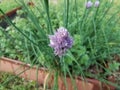 Purple flower on green chive or onion plant in garden Royalty Free Stock Photo