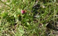 Purple flower on the green field Royalty Free Stock Photo