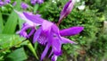 Purple flower on green grass background