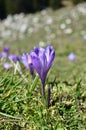 Purple flower in the green grass at early spring