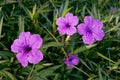 Purple flower with green grass