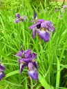 Purple flower and green grass