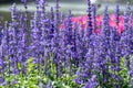 Blue Salvia flower and green leaf in garden at sunny summer or spring day for postcard beauty decoration and agriculture design.