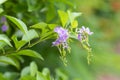 Purple flower on green leafs. This shot captured at King Rama 9th Pak in Bangkok Thailand. Royalty Free Stock Photo