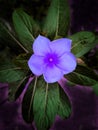 purple flower and green leaves close-up in garden.