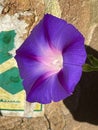 a purple flower in a green and yellow vase near dirt road Royalty Free Stock Photo