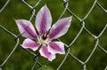 Purple Flower growing through chain link fencel