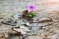 Purple flower growing on crack street, new life, hope concept Royalty Free Stock Photo