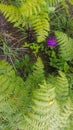 Ferns and flowers